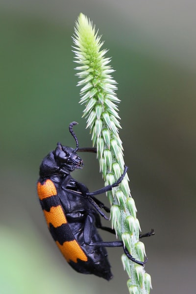 绿色植物上的黑色和橙色昆虫
